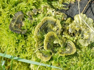 aufildelanature - CHAMPIGNONS