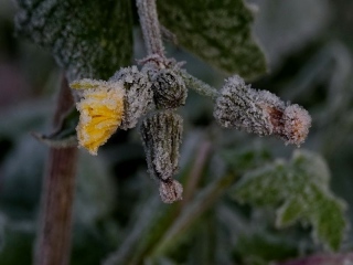 aufildelanature - GIVRE