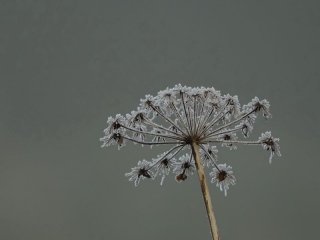 aufildelanature - GIVRE