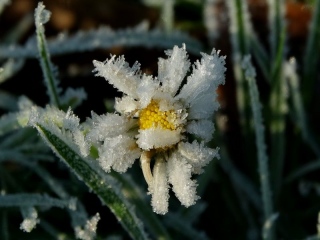 aufildelanature - GIVRE