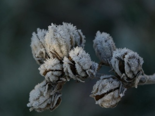 aufildelanature - GIVRE