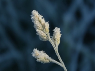 aufildelanature - GIVRE