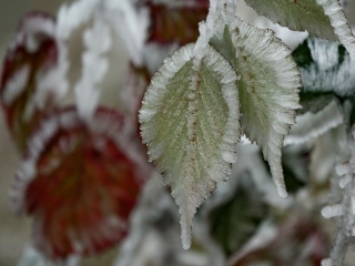 aufildelanature - GIVRE