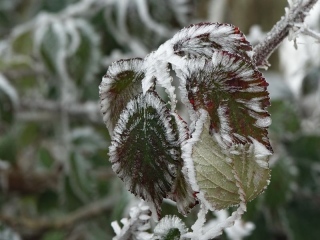 aufildelanature - GIVRE