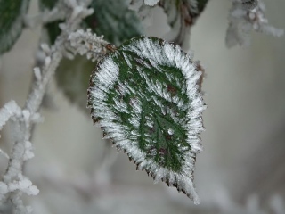 aufildelanature - GIVRE