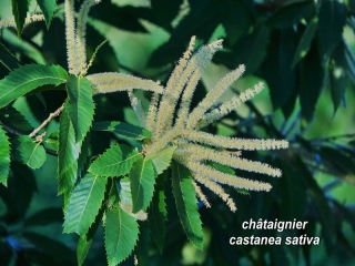 aufildelanature - MON HERBIER