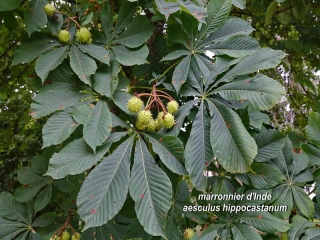 aufildelanature - MON HERBIER