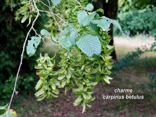 aufildelanature - MON HERBIER