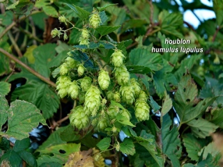 aufildelanature - MON HERBIER