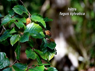 aufildelanature - MON HERBIER