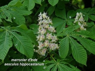 aufildelanature - MON HERBIER