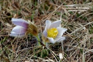 aufildelanature - MON HERBIER