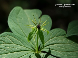 aufildelanature - MON HERBIER