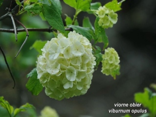 aufildelanature - MON HERBIER