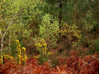 aufildelanature - PRINTEMPS