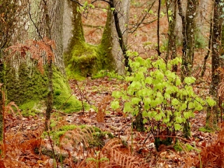 aufildelanature - PRINTEMPS