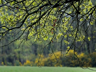 aufildelanature - PRINTEMPS