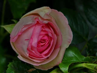 aufildelanature - FLEURS  (2)