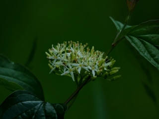 aufildelanature - FLEURS  (2)
