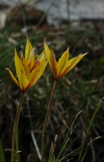 aufildelanature - FLEURS  (2)