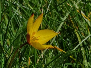 aufildelanature - FLEURS  (2)