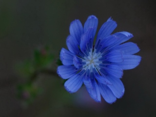 aufildelanature - FLEURS  (2)