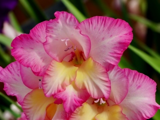 aufildelanature - FLEURS  (2)