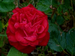aufildelanature - FLEURS  (2)