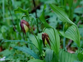 aufildelanature - FLEURS  (2)