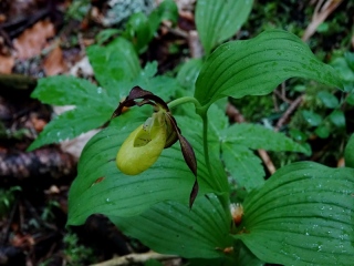 aufildelanature - FLEURS  (2)