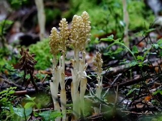 aufildelanature - FLEURS  (2)