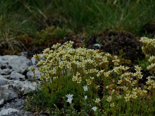 aufildelanature - FLEURS  (2)
